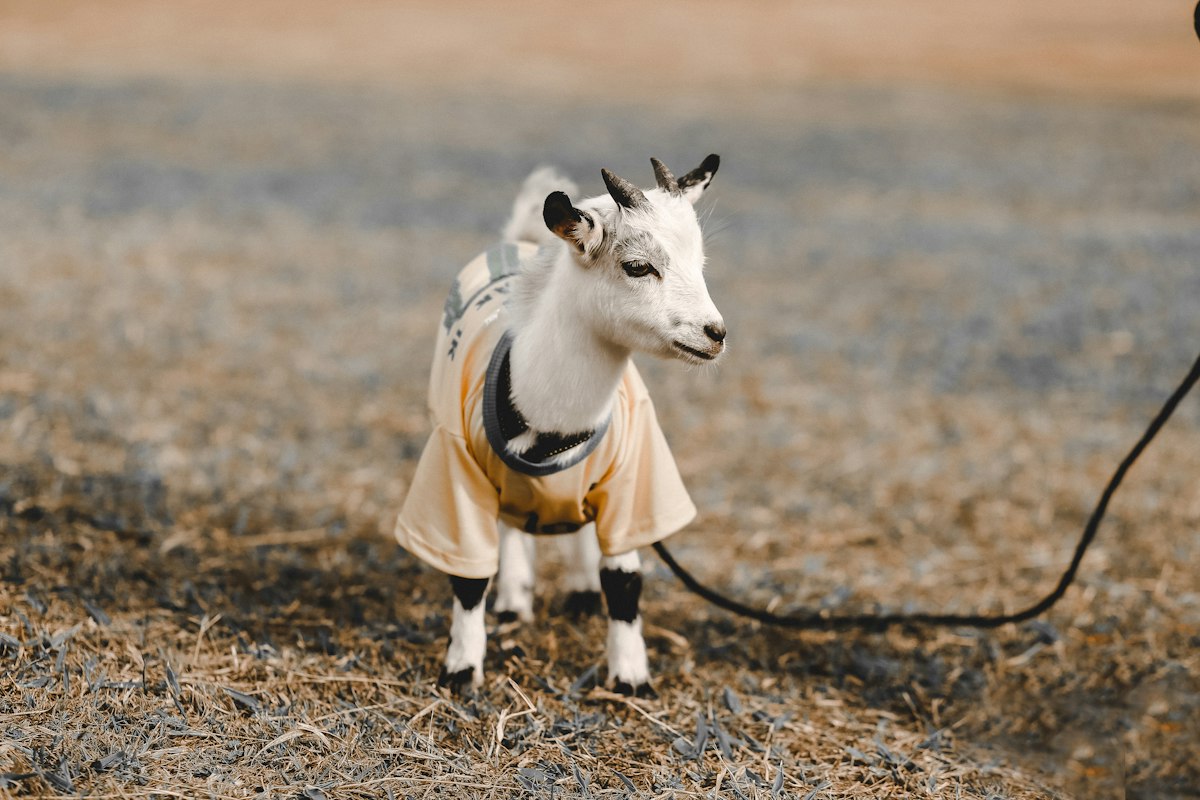 Goat kids playing